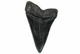 Fossil Broad-Toothed Mako Tooth - South Carolina #302065-1